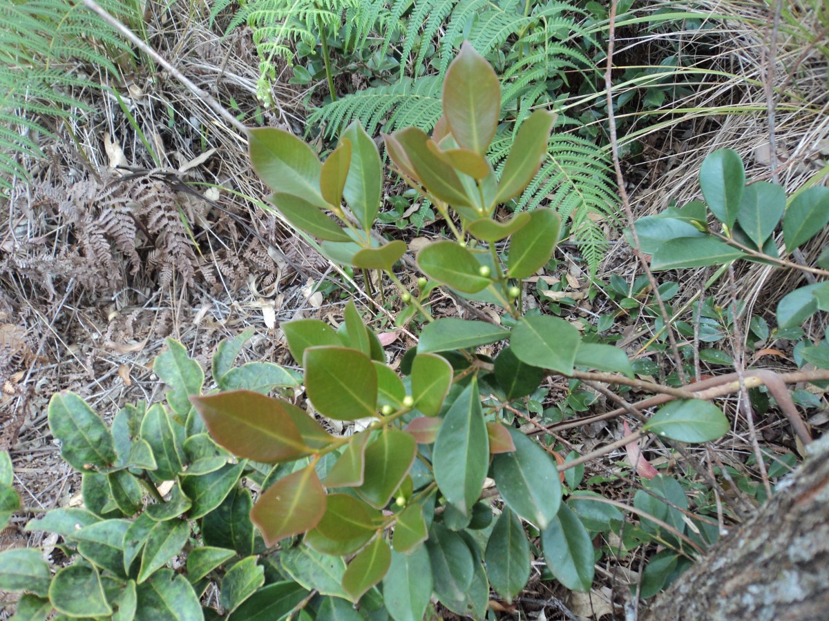 Psidium cattleyanum Sabine